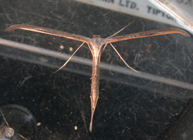 Morning-glory Plume Moth